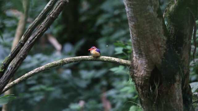 The African pygmy kingfisher (Ispidina picta) is a small insectivorous kingfisher found in the Afrotropics. This video was taken in Uganda.