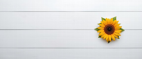 Vibrant yellow sunflower blossom on clean white wooden plank background offering ample copy space