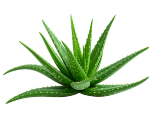 Aloe vera plant illustration with transparent background for design
