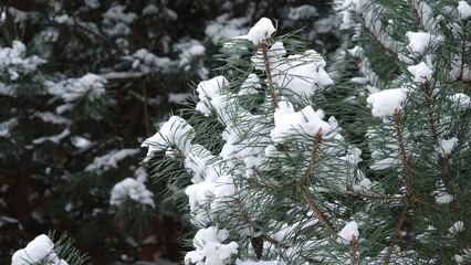Drzewa iglaste pokryte ciężkim, białym śniegiem. Konary drzewa uginają się pod ciężarem śniegu. Sceneria zimowa widoczna na drzewach iglastych. © tomo81