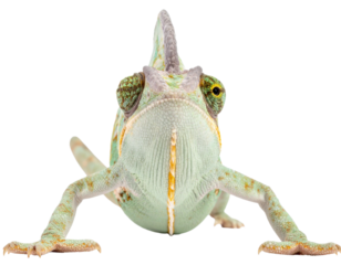 Chameleon facing camera isolated transparent background reptile