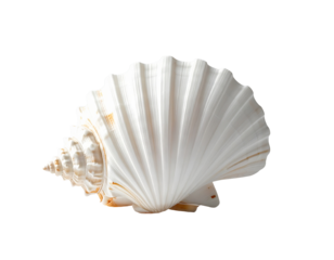 Detailed close up of a white scallop seashell against a transparent backdrop