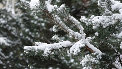 Drzewa iglaste pokryte ciężkim, białym śniegiem. Konary drzewa uginają się pod ciężarem śniegu. Sceneria zimowa widoczna na drzewach iglastych. © tomo81
