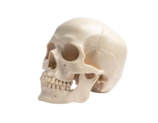 Human skull anatomical study illustration with transparent background