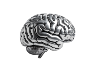 Human brain illustration anatomical isolated concept