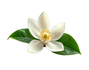 Isolated blossom with green leaves for floral design or decorative projects