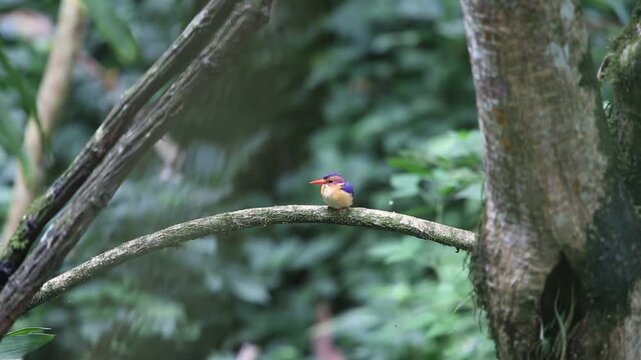 The African pygmy kingfisher (Ispidina picta) is a small insectivorous kingfisher found in the Afrotropics. This video was taken in Uganda.