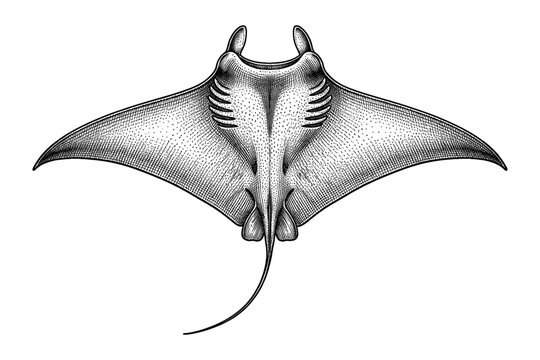 Detailed black-and-white manta ray drawing with textured patterns