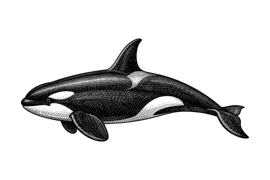 Detailed black and white orca engraving on white background