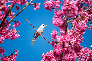 White-headed Bulbul bird (Hypsipetes thompsoni) on twig of sakura