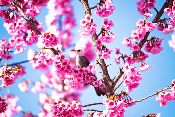 White-headed Bulbul bird (Hypsipetes thompsoni) on twig of sakura