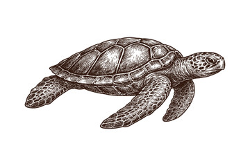 Obraz premium Detailed vintage turtle illustration in monochrome style