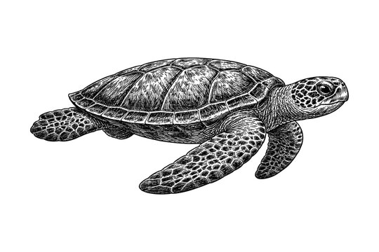 Intricate black and white engraving of a sea turtle with detailed shell