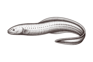 Obraz premium Detailed illustration of an electric eel in black and white line art