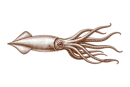 Detailed vintage squid illustration with tentacles in classic brown line art style