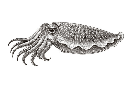 Intricate vintage etching of a cuttlefish with detailed texture and pattern