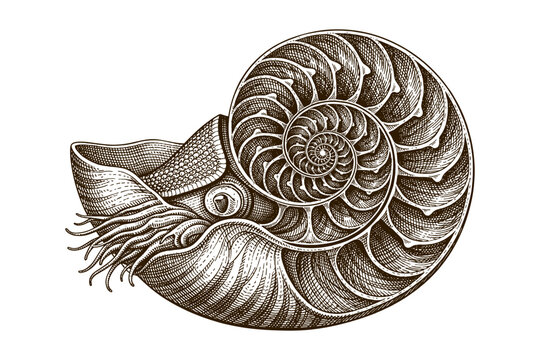 Detailed vintage nautilus illustration with intricate shell design