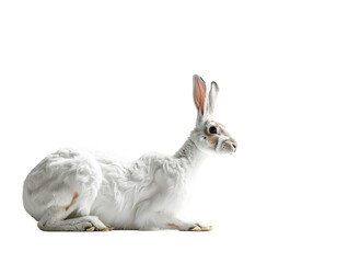 White rabbit resting on transparent background ideal for design and marketing