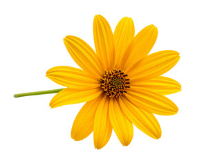 Yellow daisy flower isolated on transparent background