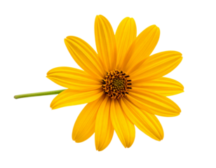 Yellow daisy flower isolated on transparent background