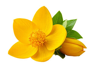 Yellow flower with green leaves isolated on transparent background