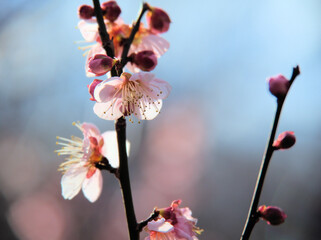 晴れた1月に咲いた紅梅「紅冬至（コウトウジ）」
