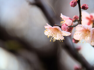 晴れた1月に咲いた紅梅「紅冬至（コウトウジ）」