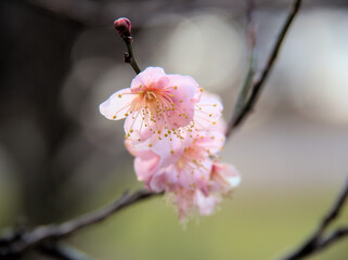 晴れた1月に咲いた紅梅「紅冬至（コウトウジ）」