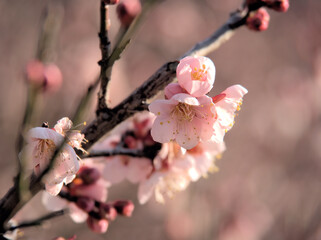 晴れた1月に咲いた紅梅「紅冬至（コウトウジ）」