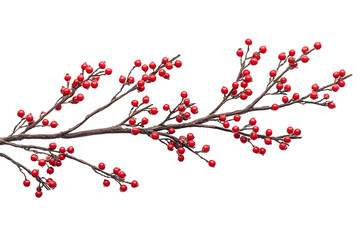 branches of red berries christmas tree branch isolated on a white backgroundChristmas decoration red berries holly