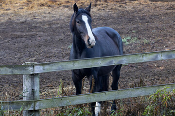 Dark colored horse with white blaze on its face standing in a fenced enclosure