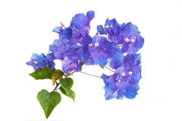 Purple bougainvillea flowers against a white background.