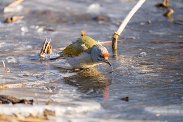 Green woodpecker drinking water on ice.
