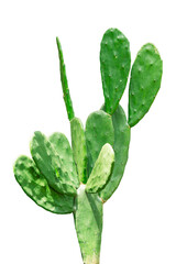 Vibrant green Opuntia cactus with flat, oval pads. This high-quality botanical image is isolated on a white background, perfect for desert-themed designs, gardening, and nature-inspired projects.