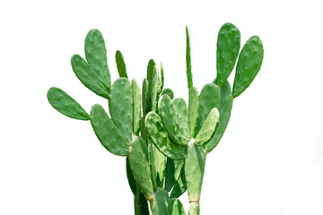 Vibrant green Opuntia cactus with flat, oval pads. This high-quality botanical image is isolated on a white background, perfect for desert-themed designs, gardening, and nature-inspired projects.