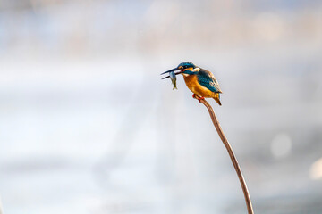 kingfisher that hunts for fish and sits on a branch.