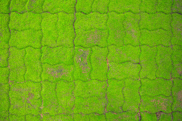 Top-down view of vibrant green moss naturally growing over the texture of interlocking brick pavers. This creates a lush, organic pattern perfect for nature and garden-themed backgrounds