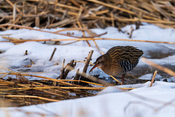 bird in the snow. On a snowy day, a waterrail foraging. corn crake. 