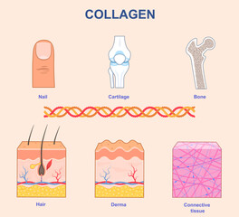 Medical infographic about collagen. Collagen is structural protein found in connective tissues, skin, hair, bones, and cartilage. Educational anatomical banner. Flat vector illustration