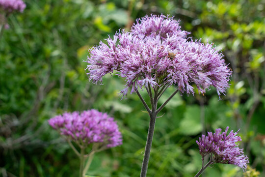 close up of purple wildflowers in the mountains - Powered by Adobe