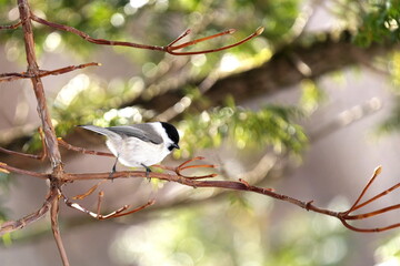 枝に止まったコガラ