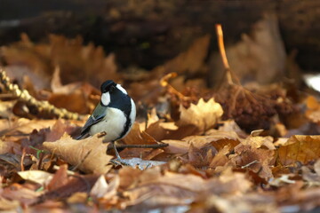 落葉とシジュウカラ