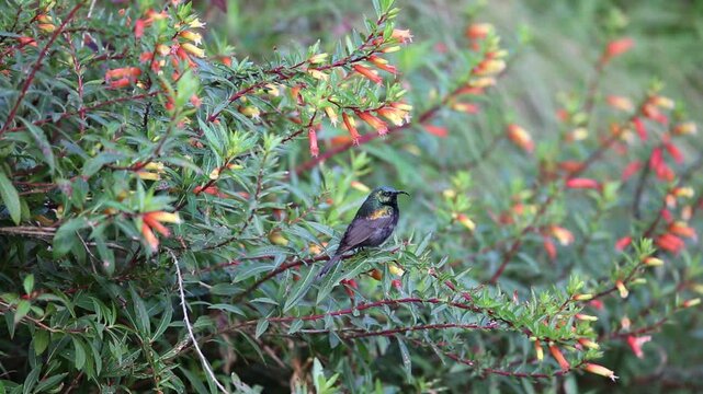 Bronze Sunbird (Nectarinia kilimensis) in Nyungwe National Park, Rwanda