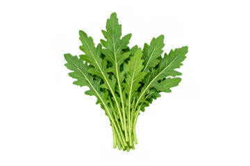 Fresh arugula leaves forming a healthy bunch, ready for a nutritious salad meal, isolated on transparent background