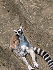 Fototapeta premium ring tailed lemur