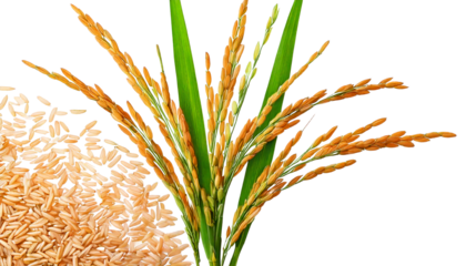 Ripe and Unripe Rice Stalks, with Green Leaves and Golden Grains, isolated on a transparent 