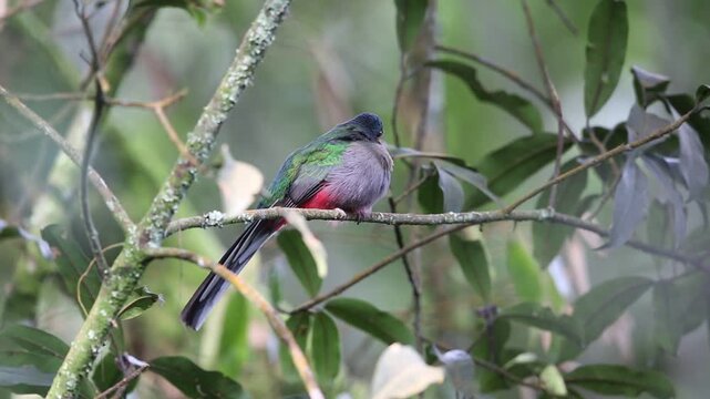 Narina trogon (Apaloderma narina) in Nyungwe National Park, Rwanda