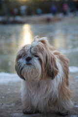 shih tzu dog walks through the snow in a park in the winter 