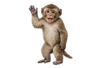 Little monkey standing, looking at camera, mouth open, waving friendly hand gesture, transparent background