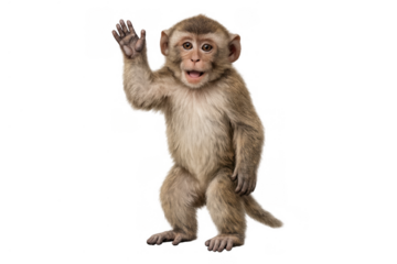 Little monkey standing, looking at camera, mouth open, waving friendly hand gesture, transparent background